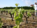 Souvenirs d&lsquo;une balade dans le vignoble nantais